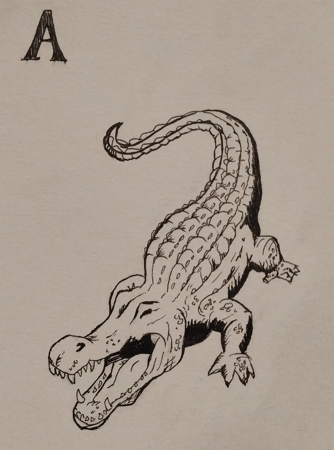 Alligator