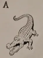 Alligator