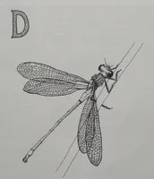 Damselfly