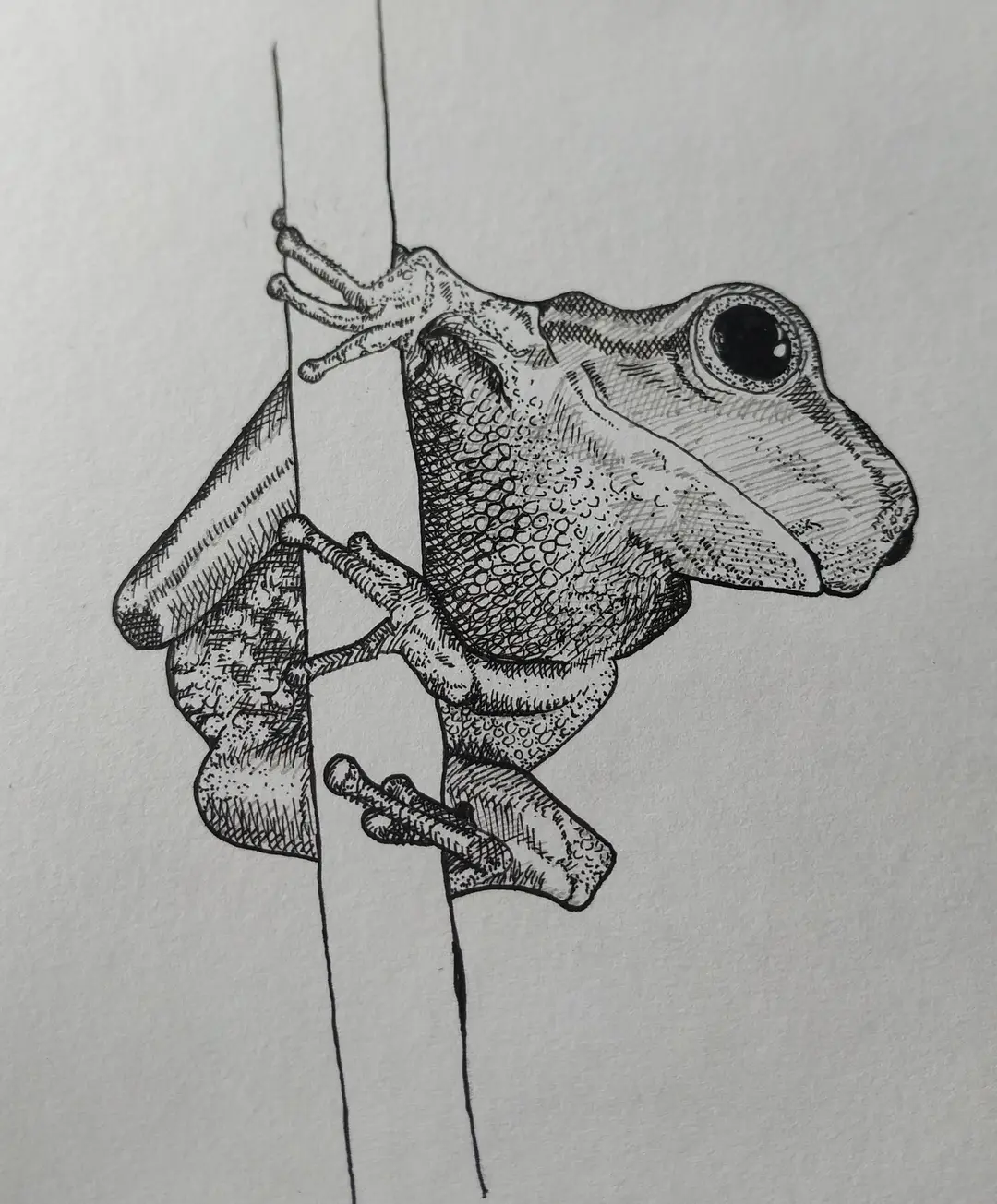 Tree Frog