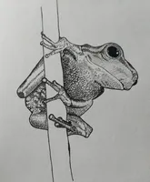 Tree Frog