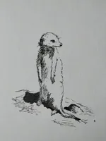 Meerkat