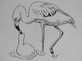 Flamingos