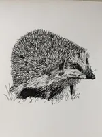 Hedgehog