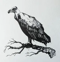 Vulture