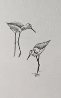 Black Wing Stilts