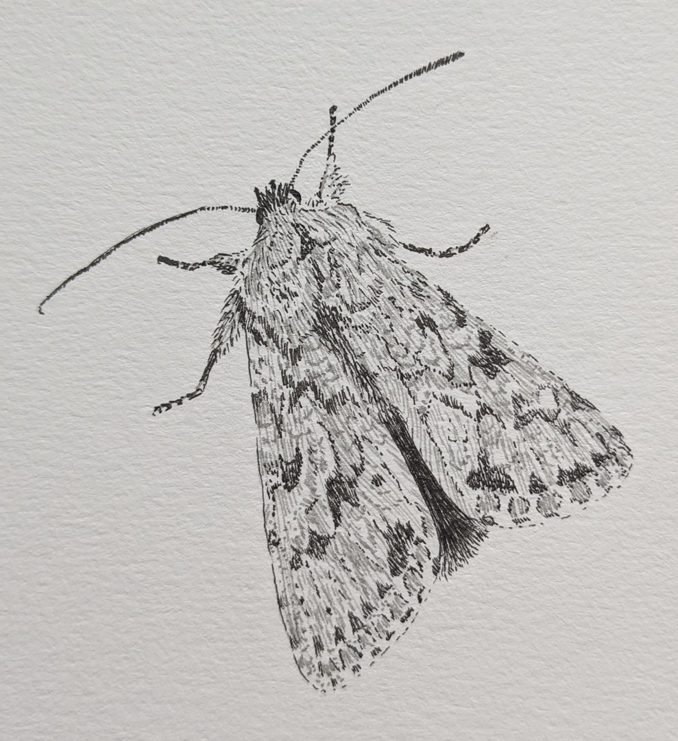 Earl Grey Moth