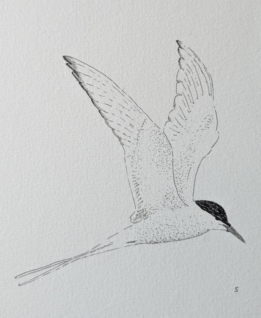 Tern