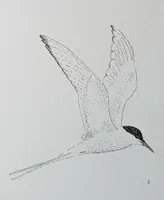 Tern