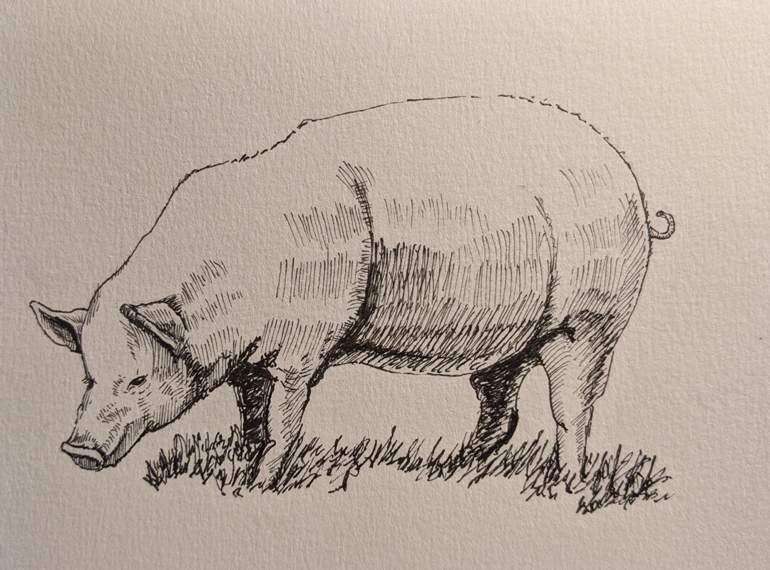 Pig