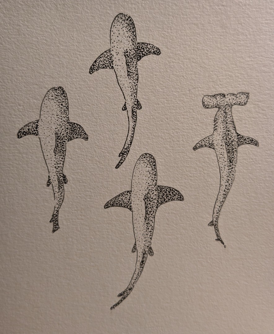 Sharks