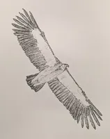 Himalayan Griffon