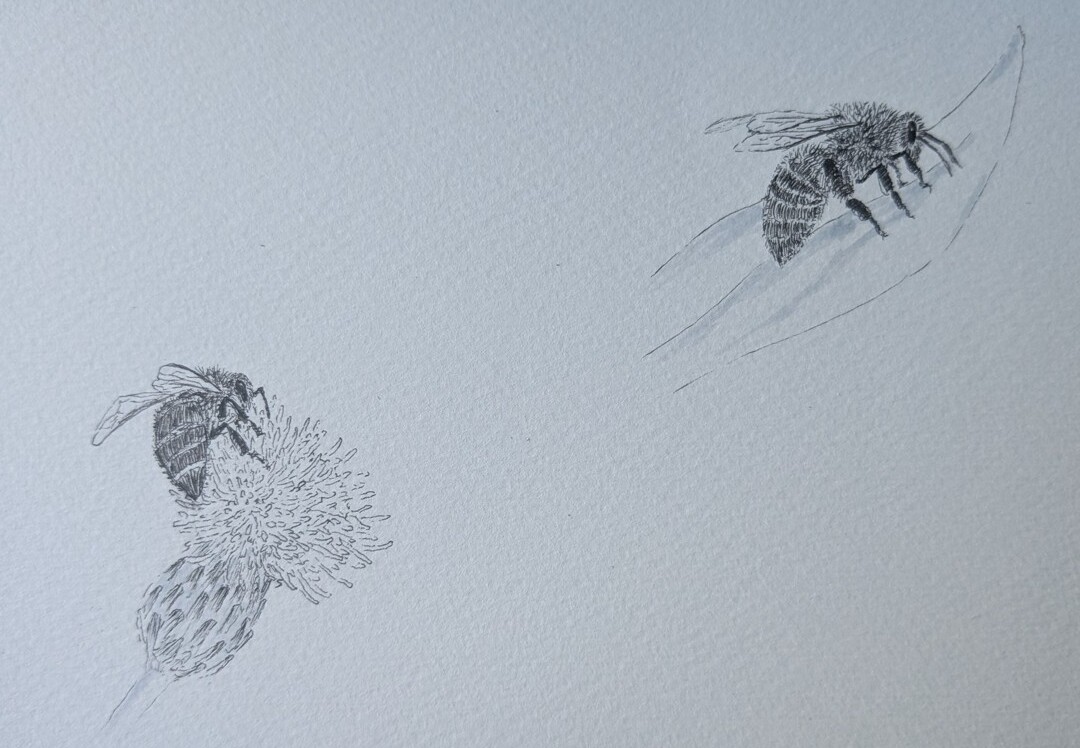 Bees