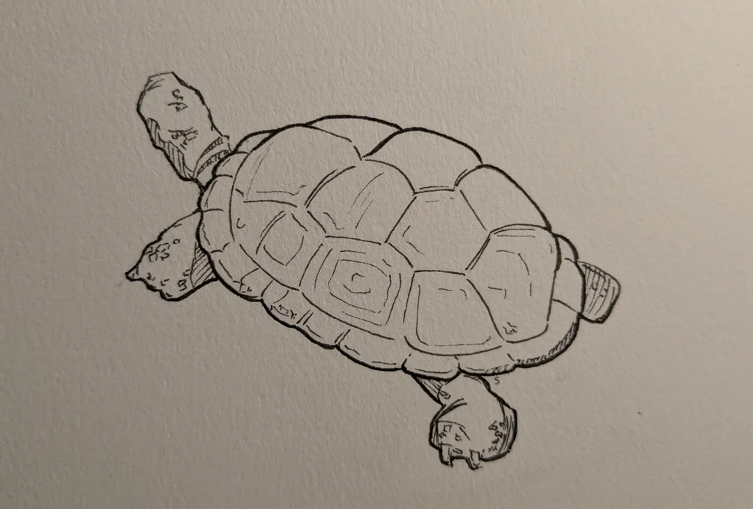 Tortoise