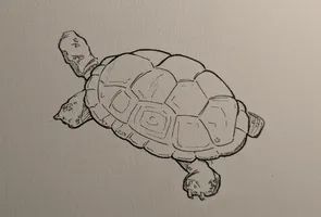 Tortoise