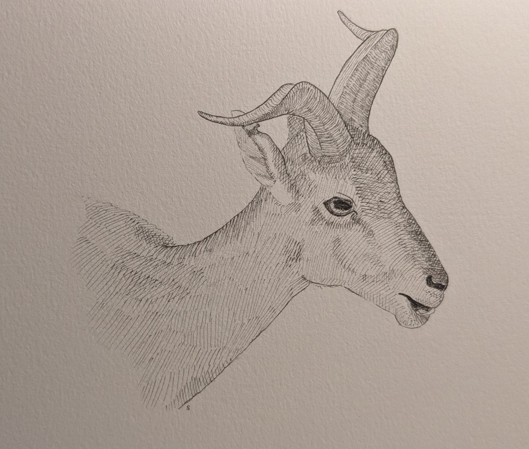 Blue Sheep