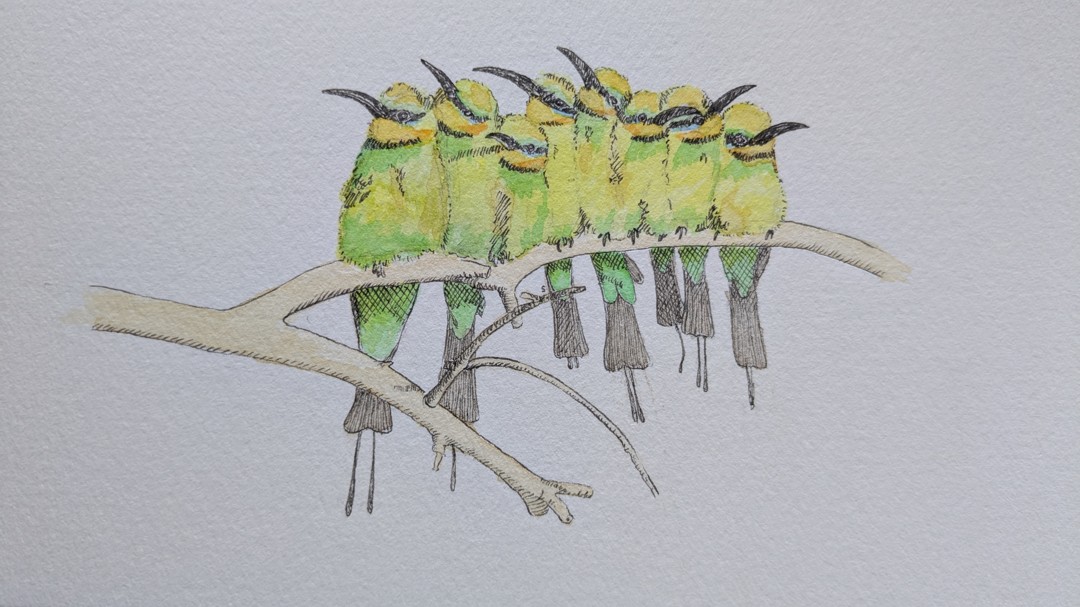 Bee Eaters
