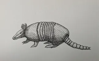 Armadillo