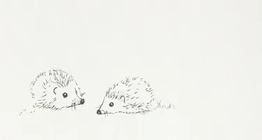 Hedgehogs