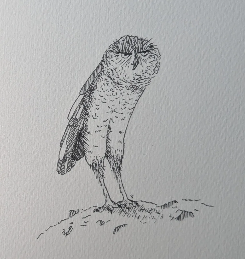 Ground Owl