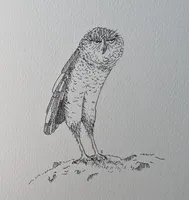 Ground Owl