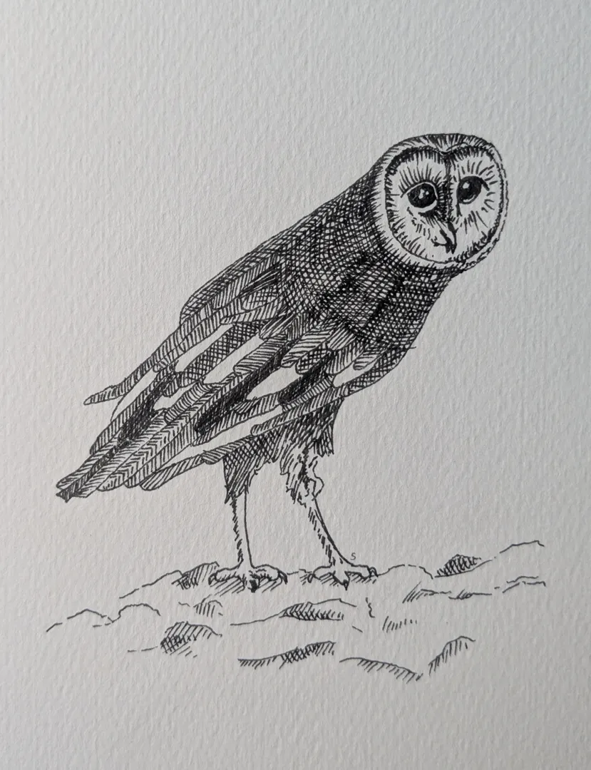 Owl